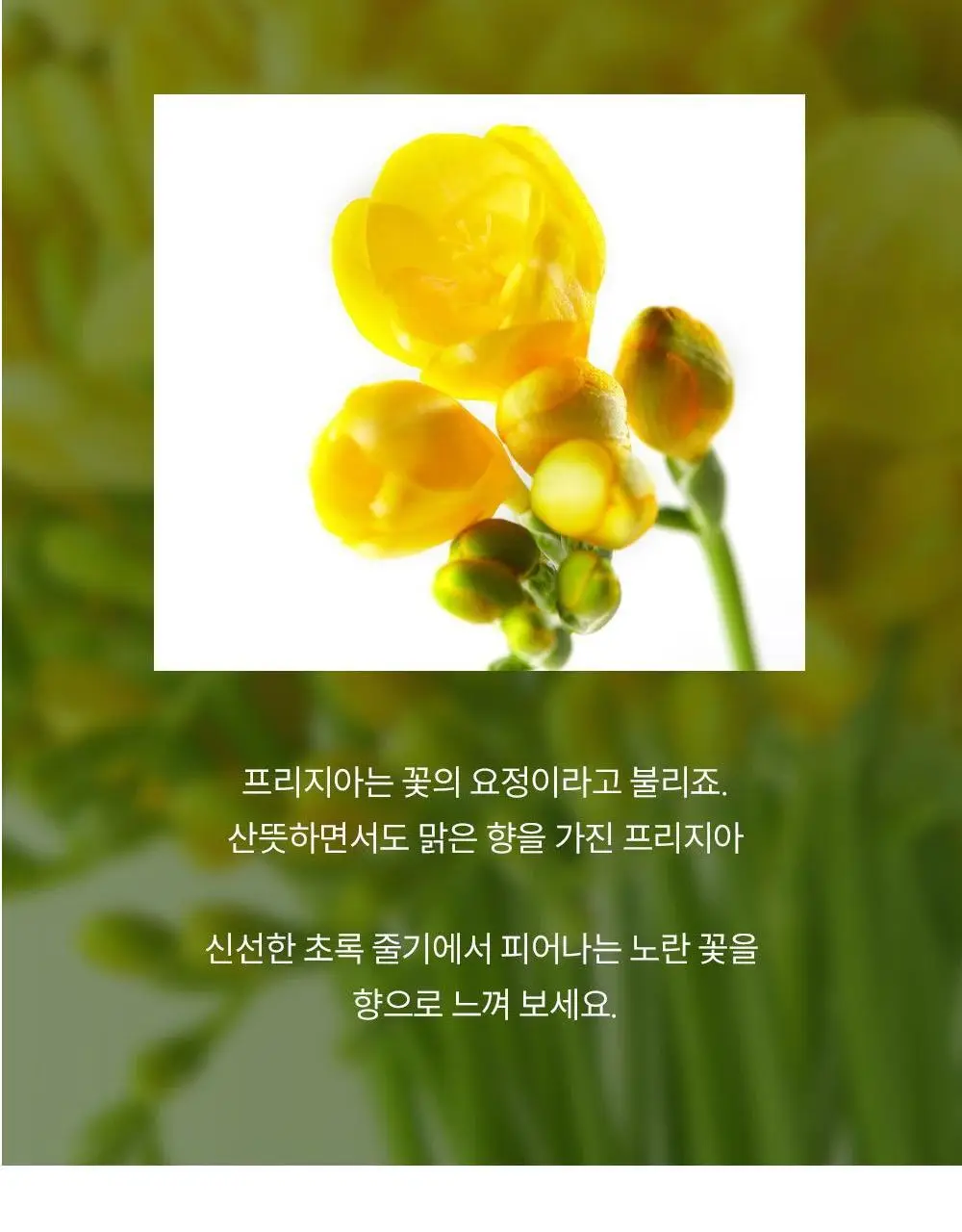 [NEW/캔들 활용 가능] 꾸까 샤쉐 4종 세트 (온) 상세페이지 18